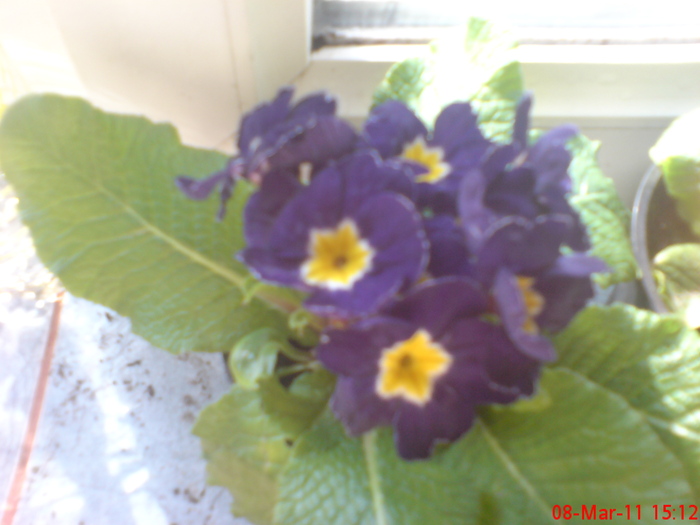 DSC00010 - primula