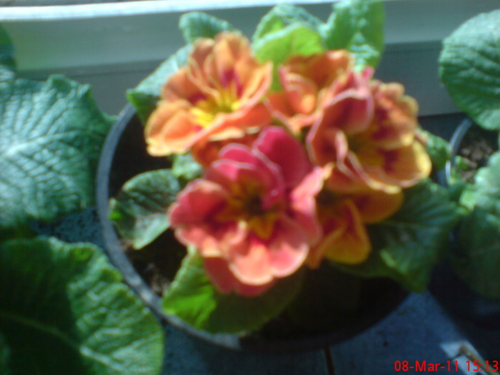 DSC00011 - primula