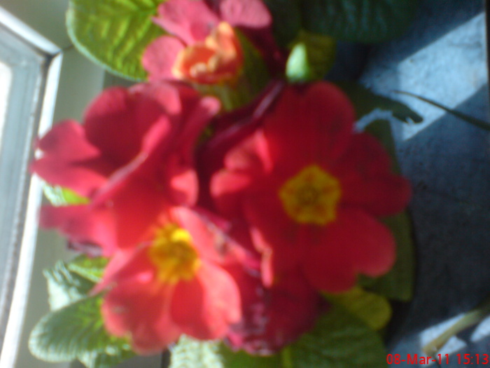 DSC00012 - primula