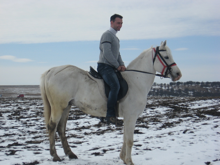 PURSANGE ARAB - ECHITATIE 2011