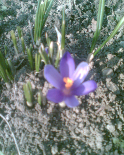 Imag001 - Crocus-brandusa