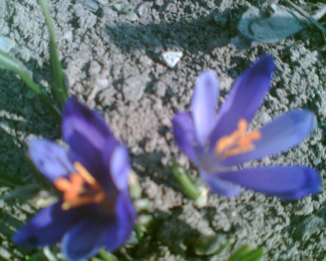 Imag012 - Crocus-brandusa