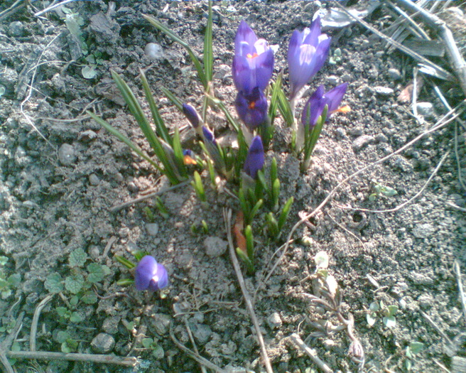 Imag015 - Crocus-brandusa