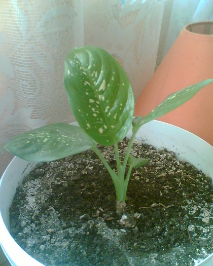 Imag014 - Dieffenbachia