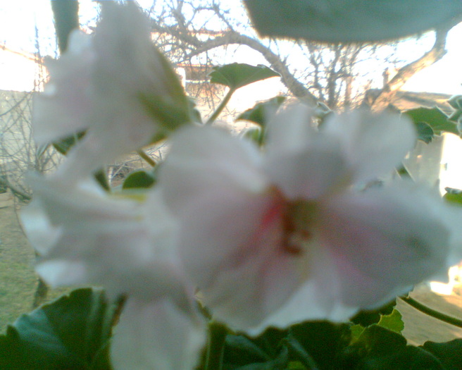 Imag008 - Muscate