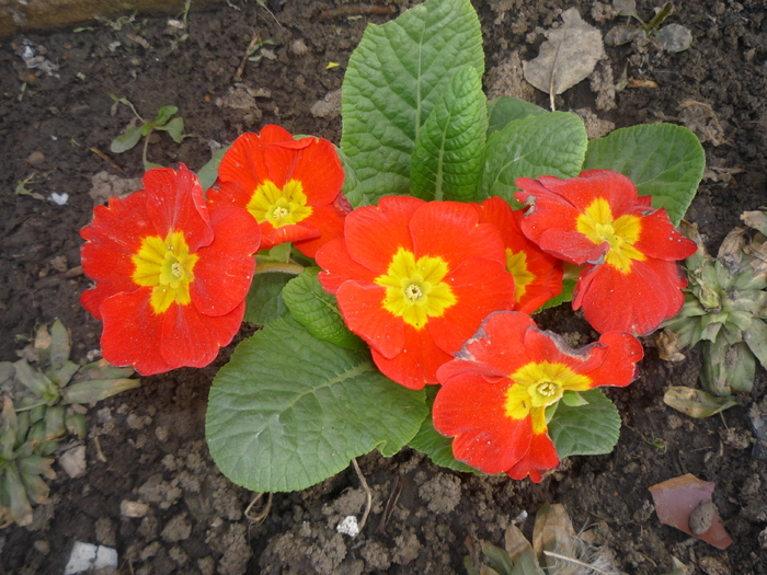 primula - B achizitii flori 2011