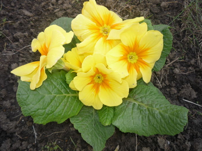 primula