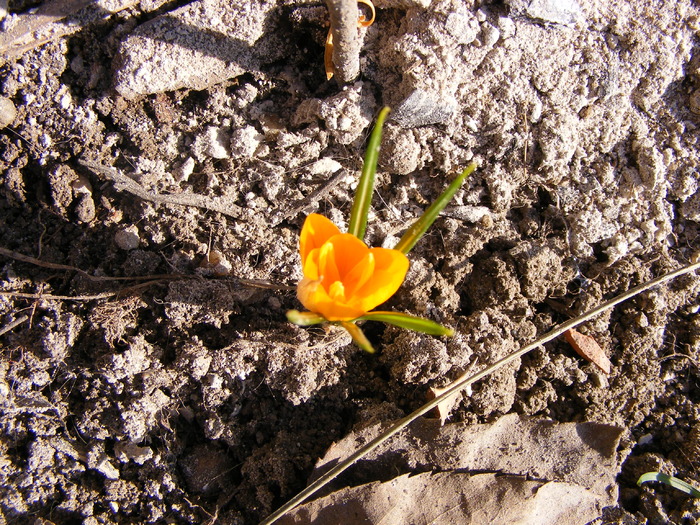 brandusa(crocus hibride) - primavara 2011