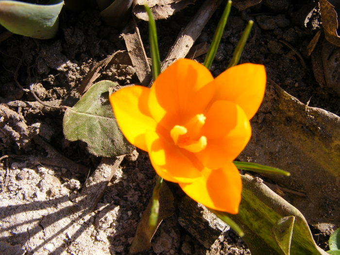 brandusa(crocus hibride) - primavara 2011