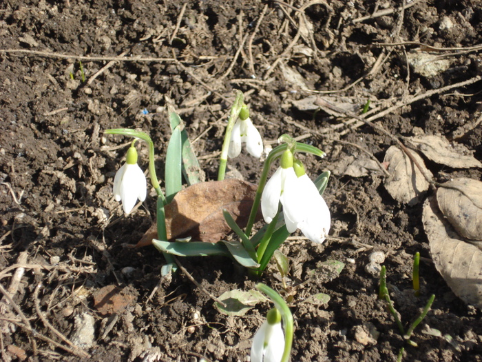 Snowdrops (2011, March 10)