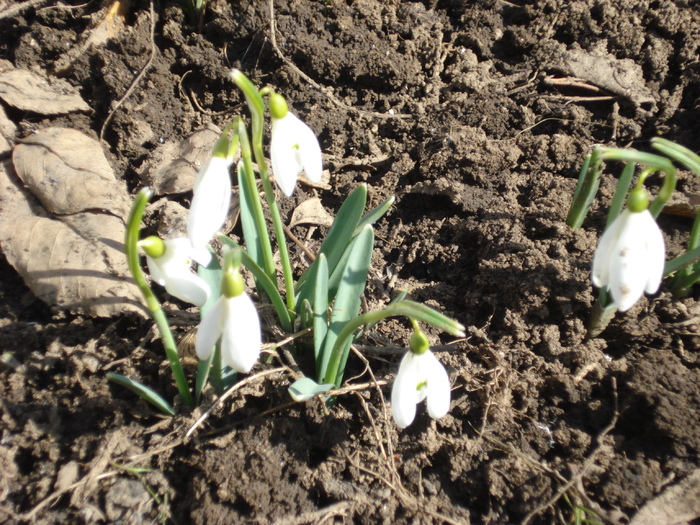 Snowdrops (2011, March 10)