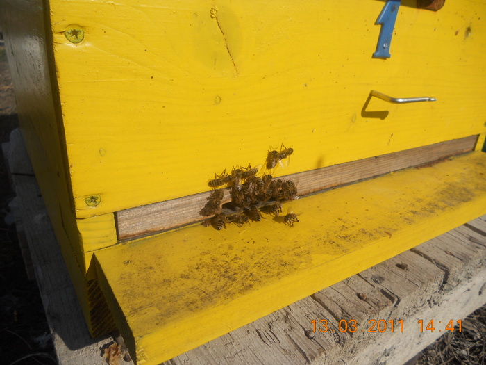 Picture 122 - albine