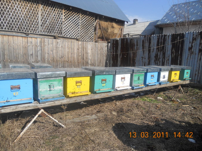 Picture 124 - albine