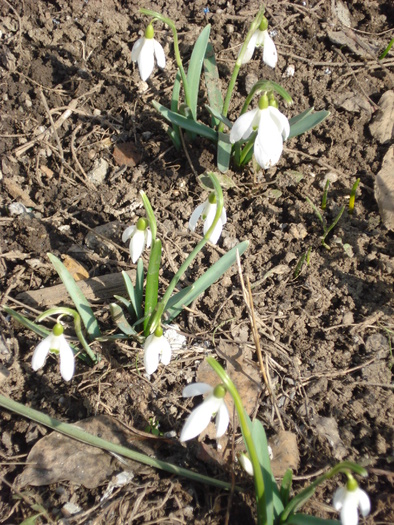 Snowdrops (2011, March 11)