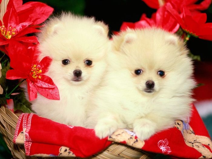 caini-pomeranians-1024x768 - caini