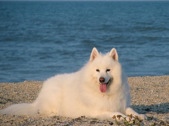 Samoyed_01 - caini