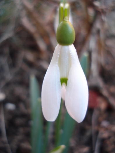 Snowdrop (2011, March 15)