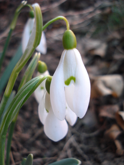 Snowdrops (2011, March 15)