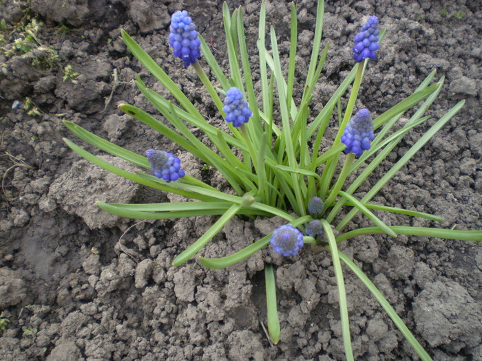 Picture 017; muscari
