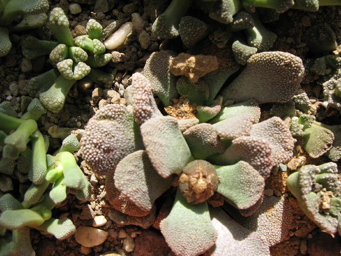 Aloinopsis rubrolineata   - Asclepiadaceae  Aizoaceae
