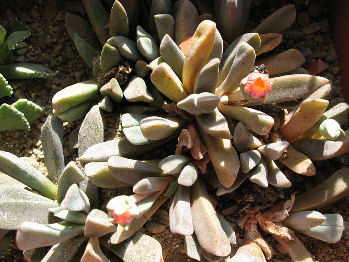 Aloinopsis orpenii - Asclepiadaceae  Aizoaceae