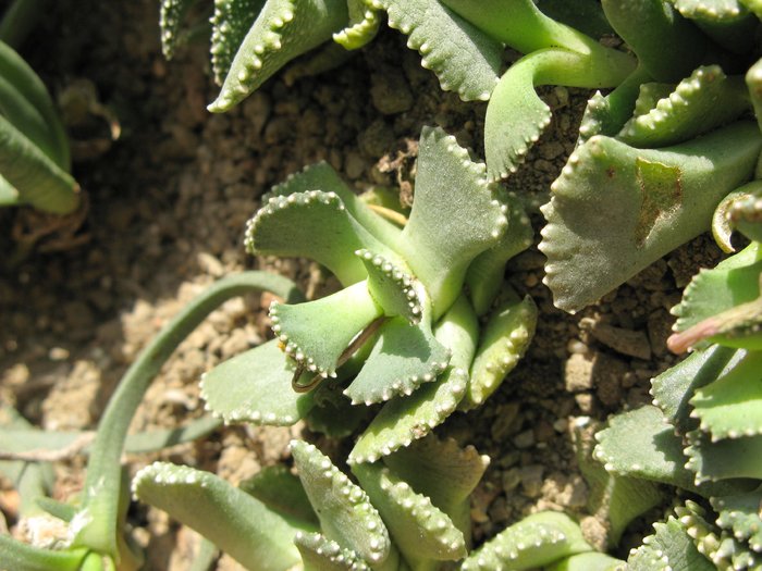 Aloinopsis malherbei - Asclepiadaceae  Aizoaceae