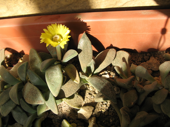 Aloinopsis orpenii Kuruman - Asclepiadaceae  Aizoaceae