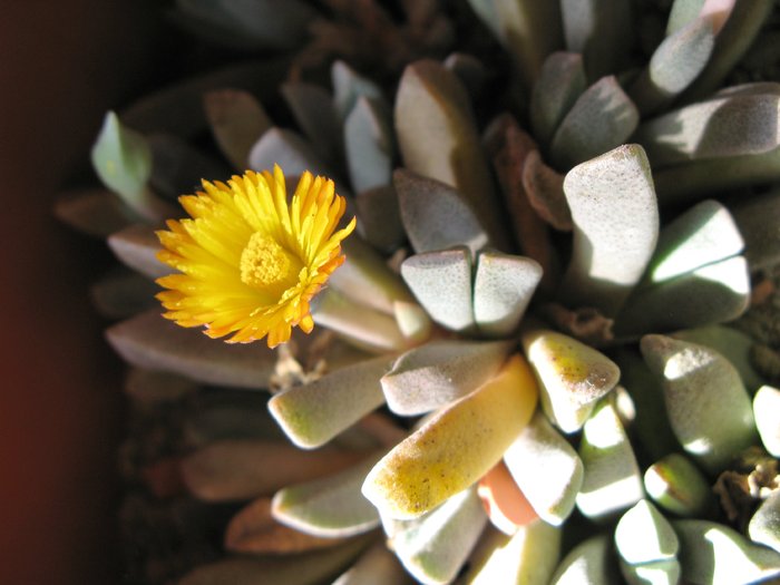 Aloinopsis malherbei - Asclepiadaceae  Aizoaceae