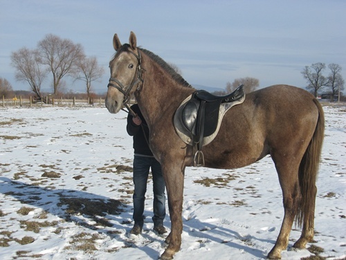 IMG_9527 - ECHITATIE 2011