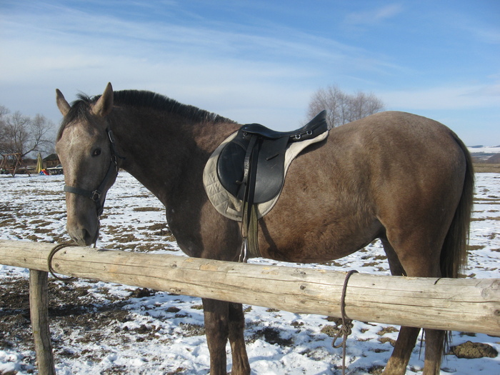 IMG_9482 - ECHITATIE 2011