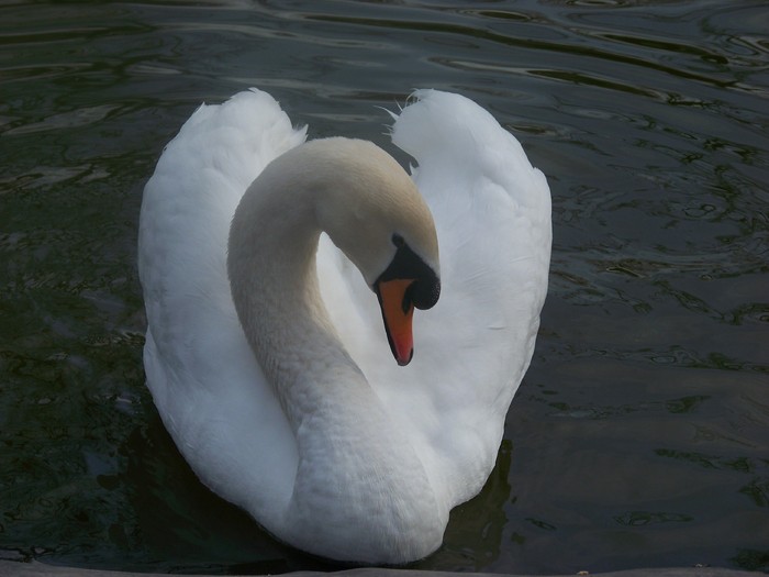 100_0601 - Lebede Zoo Timisoara