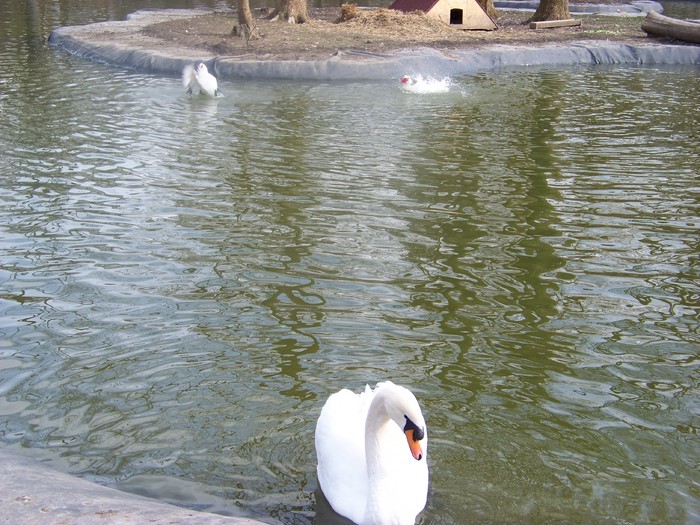 100_0605 - Lebede Zoo Timisoara