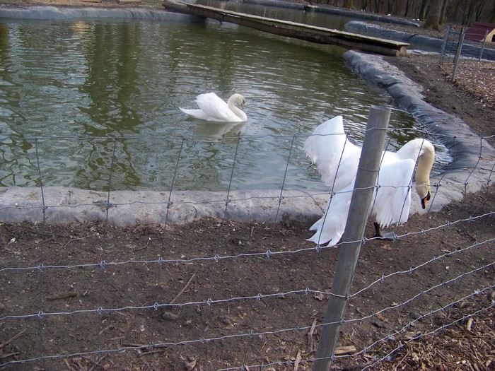 100_0649 - Lebede Zoo Timisoara