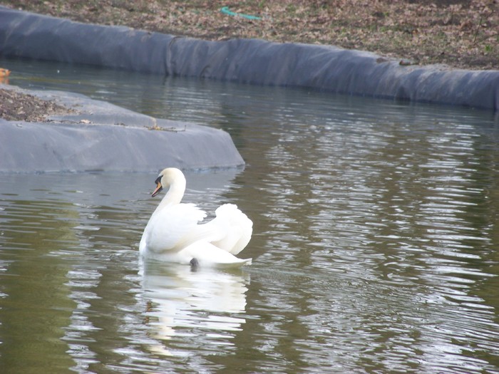 100_0656 - Lebede Zoo Timisoara