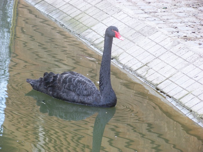 100_0669 - Lebede Zoo Timisoara