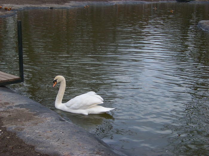 100_0675 - Lebede Zoo Timisoara