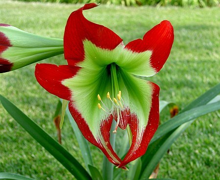 hippeastrum mandonii