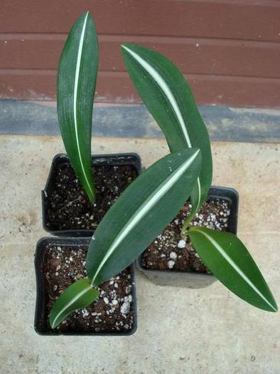 hippeastrum variegated