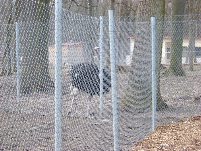 100_0584 - Zoo Timisoara