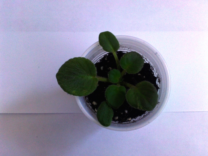 Motley CRew 14martie11 (13)