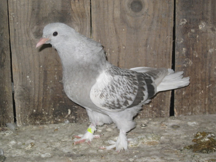 IMG_2533 - Pui 2011