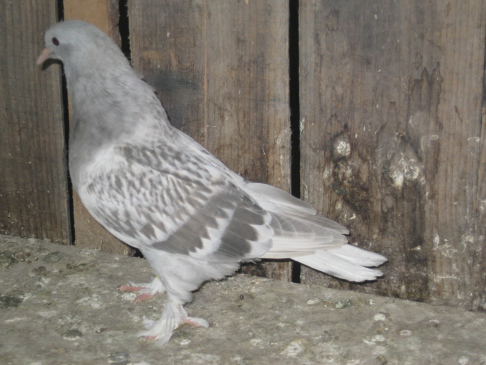 IMG_2539 - Pui 2011