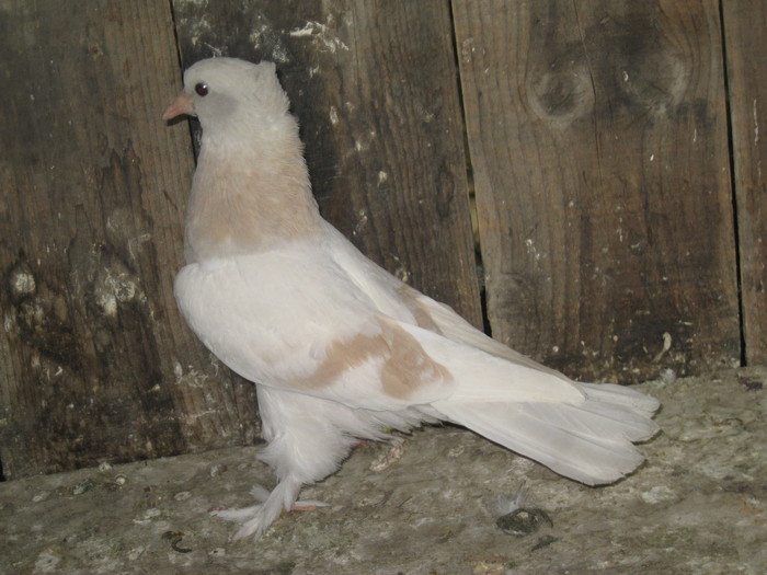IMG_2547 - Pui 2011