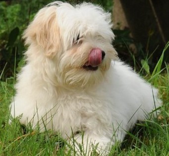 Coton_de_tulear - caini