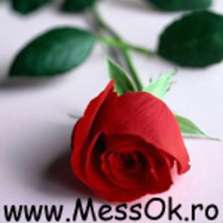 [www.messok.ro] Avatar Trandafir-Flori - detoate