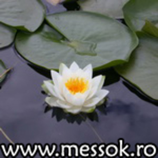 [www.messok.ro]flower2 - detoate