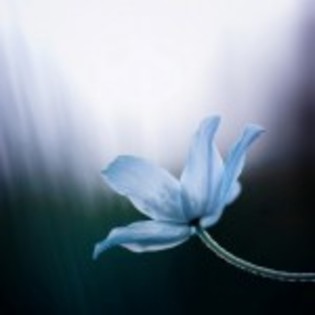 imagini-de-primavara_foto-Marta-Cernicka-150x150