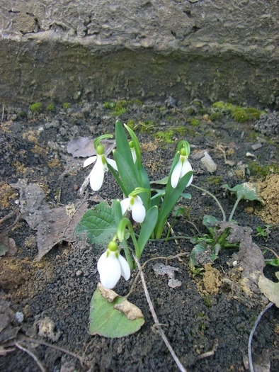 ghiocei - gradina 2011