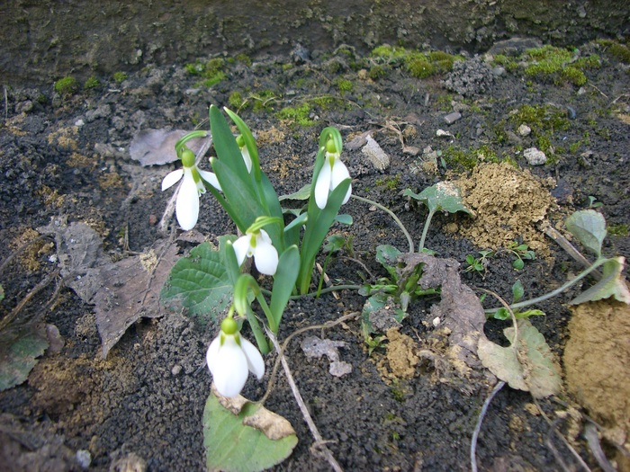 ghiocei2 - gradina 2011