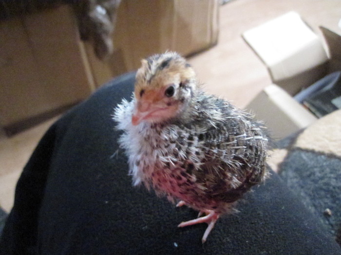 IMG_0043 - 51 prepelite